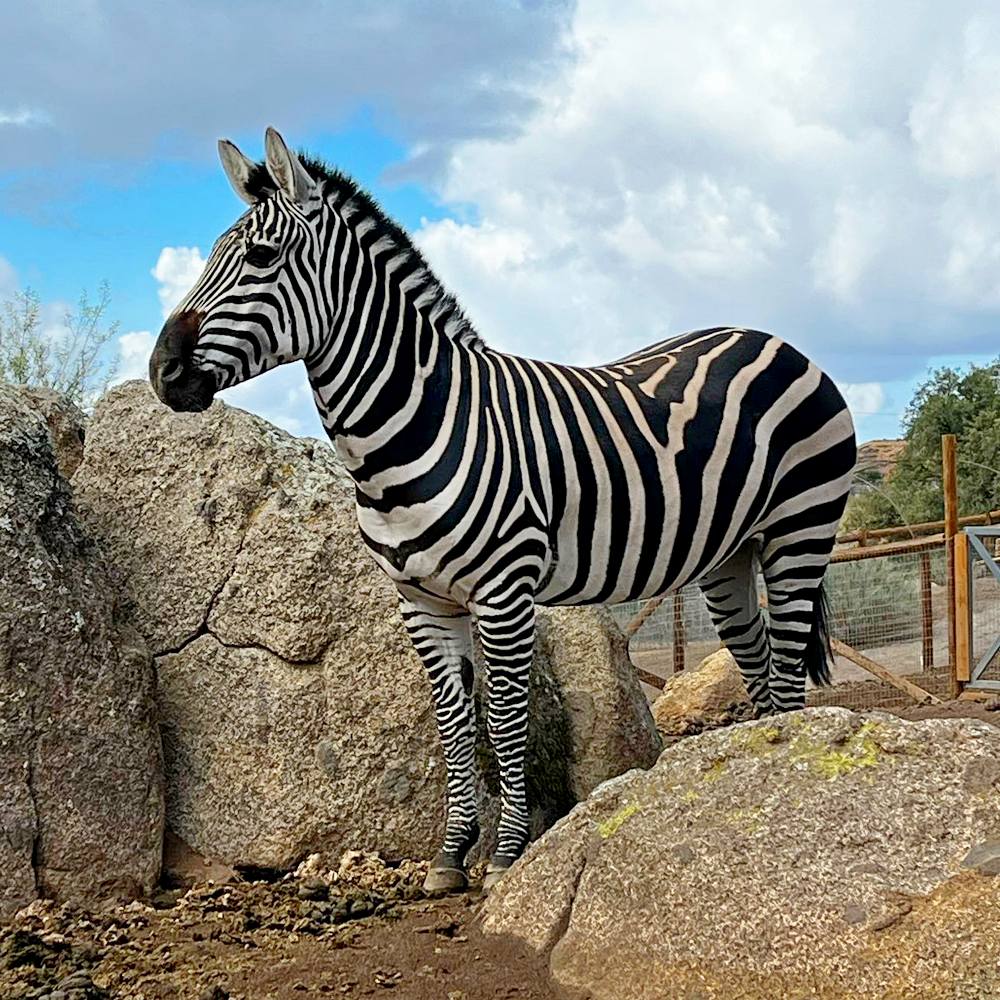 African animals