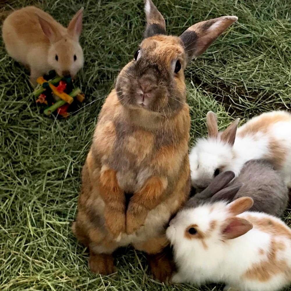 Barnyard animals rabit