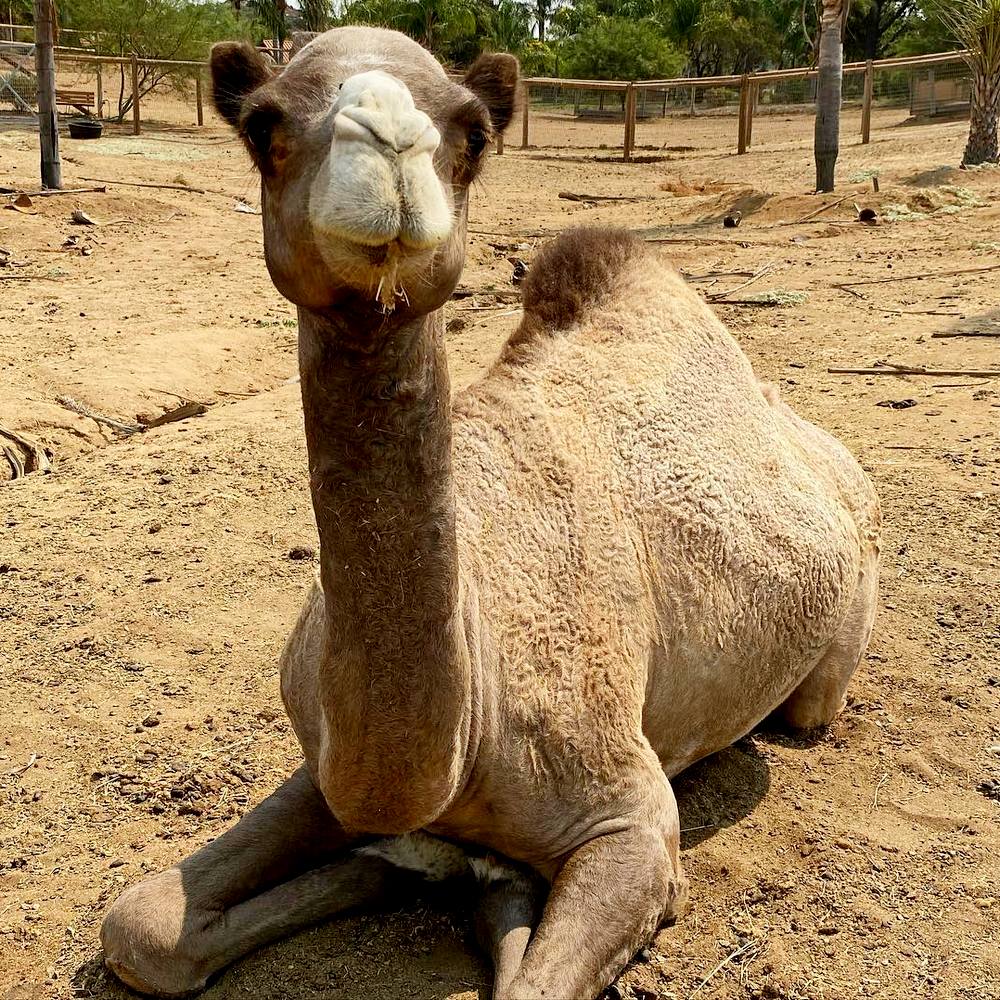 Camel Oasis