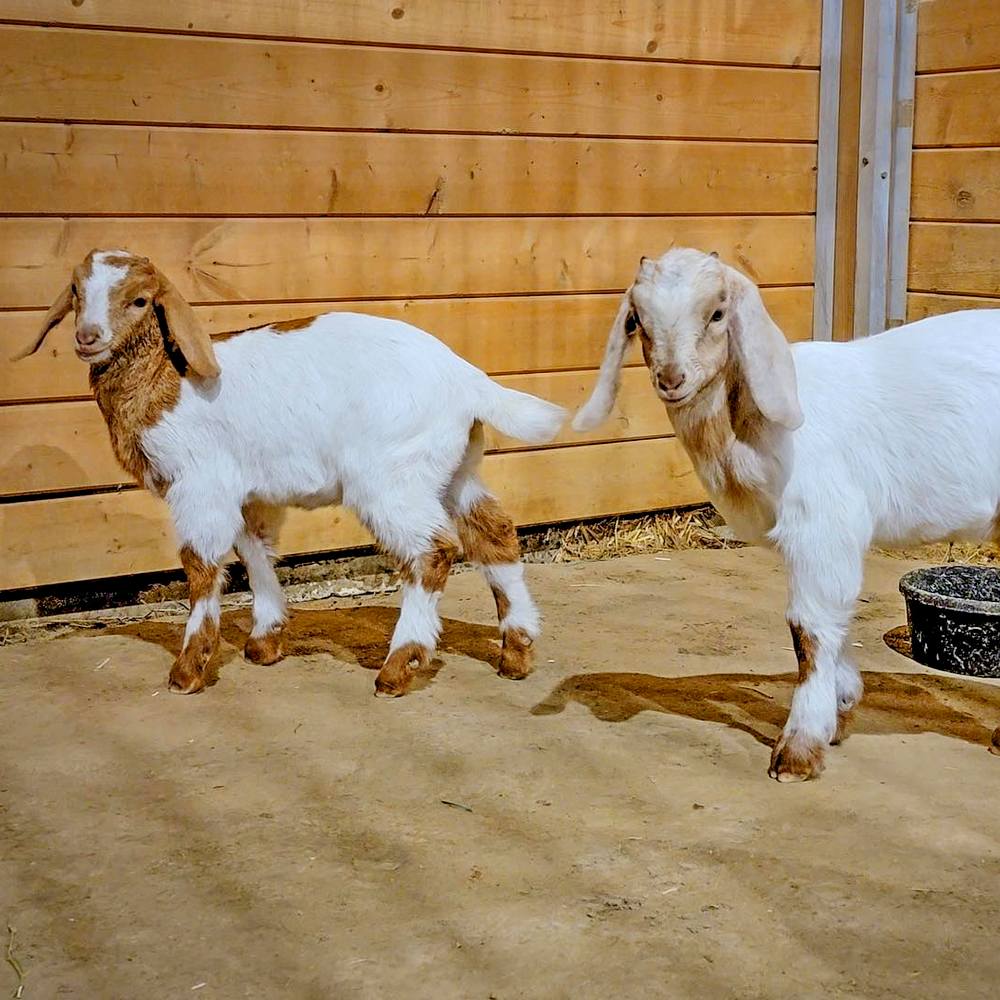 Goats Mini farm animals