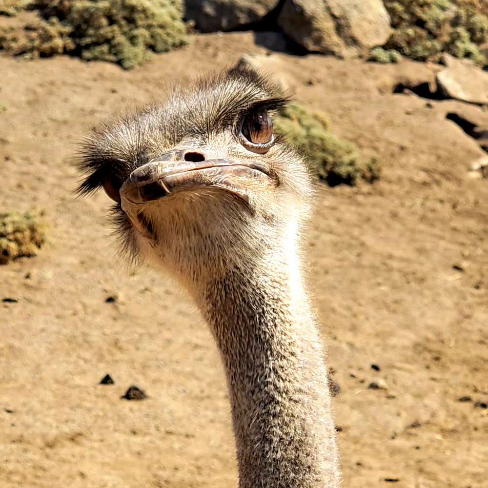 Ostrich