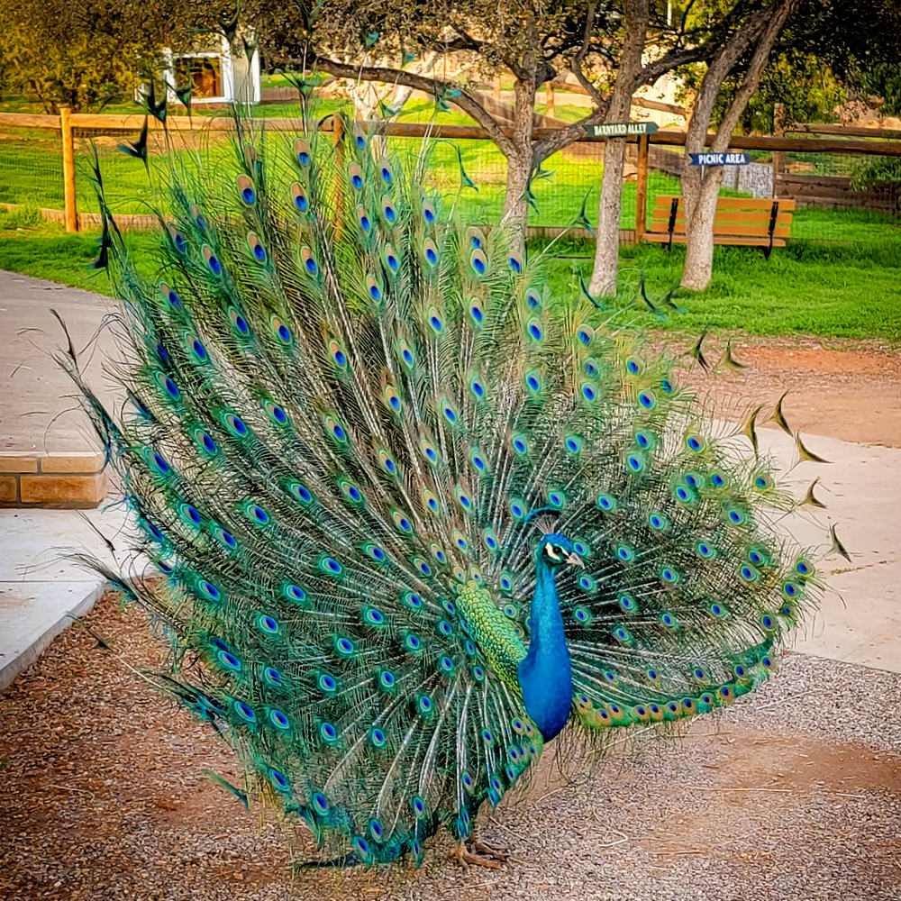 Peacock Showing Off