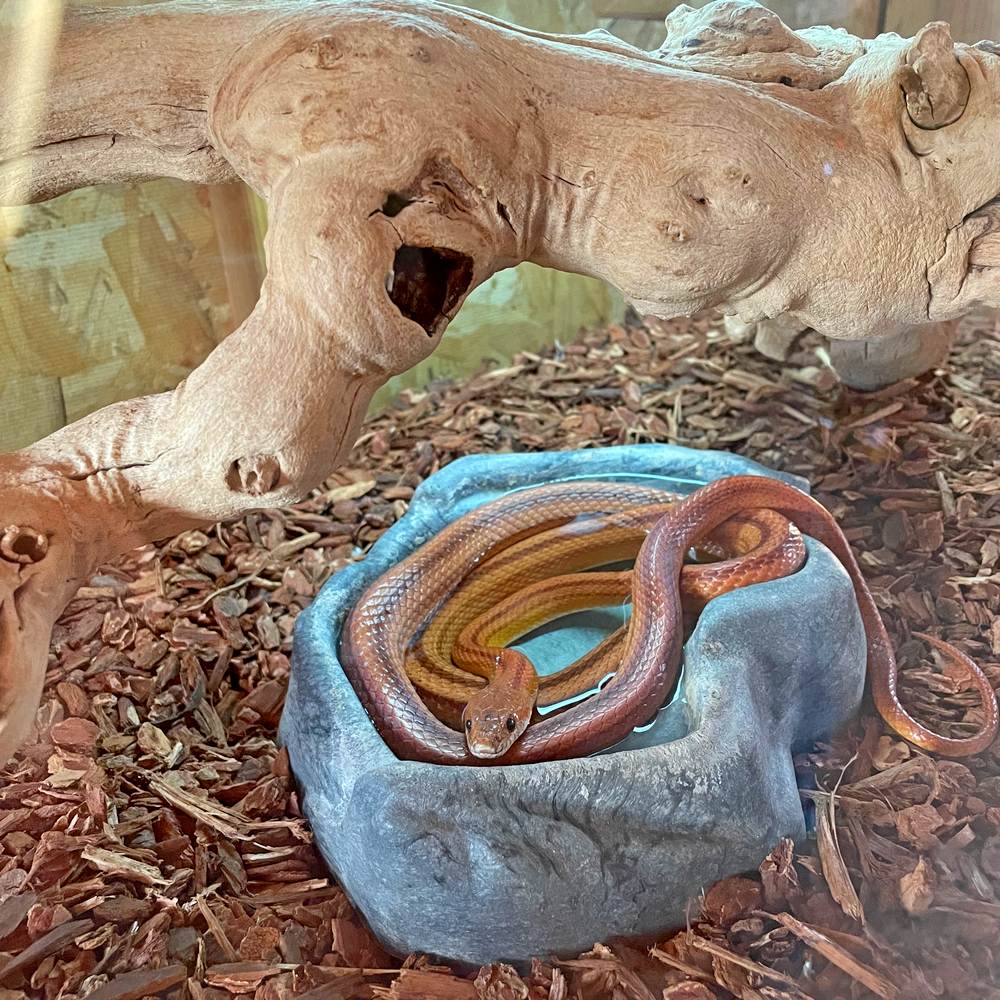 Reptiles snake