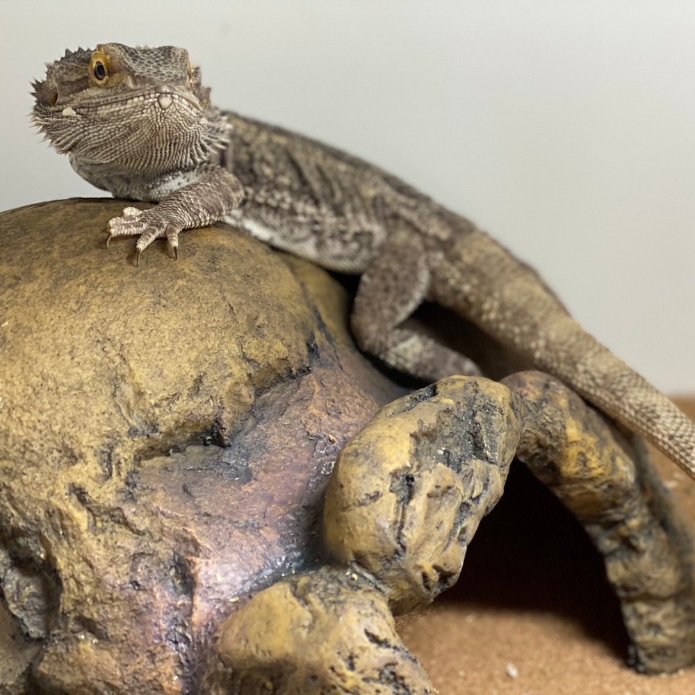 Reptiles