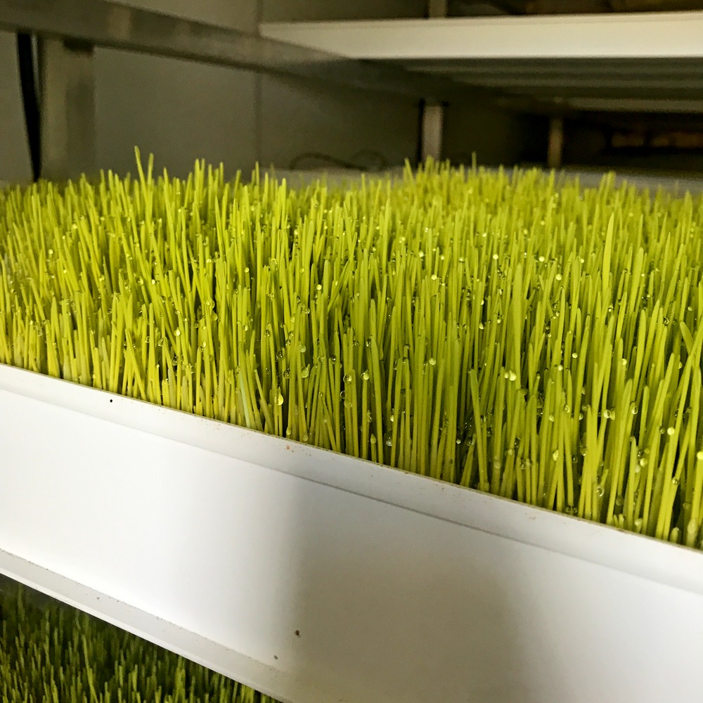 The Farm Hydroponic