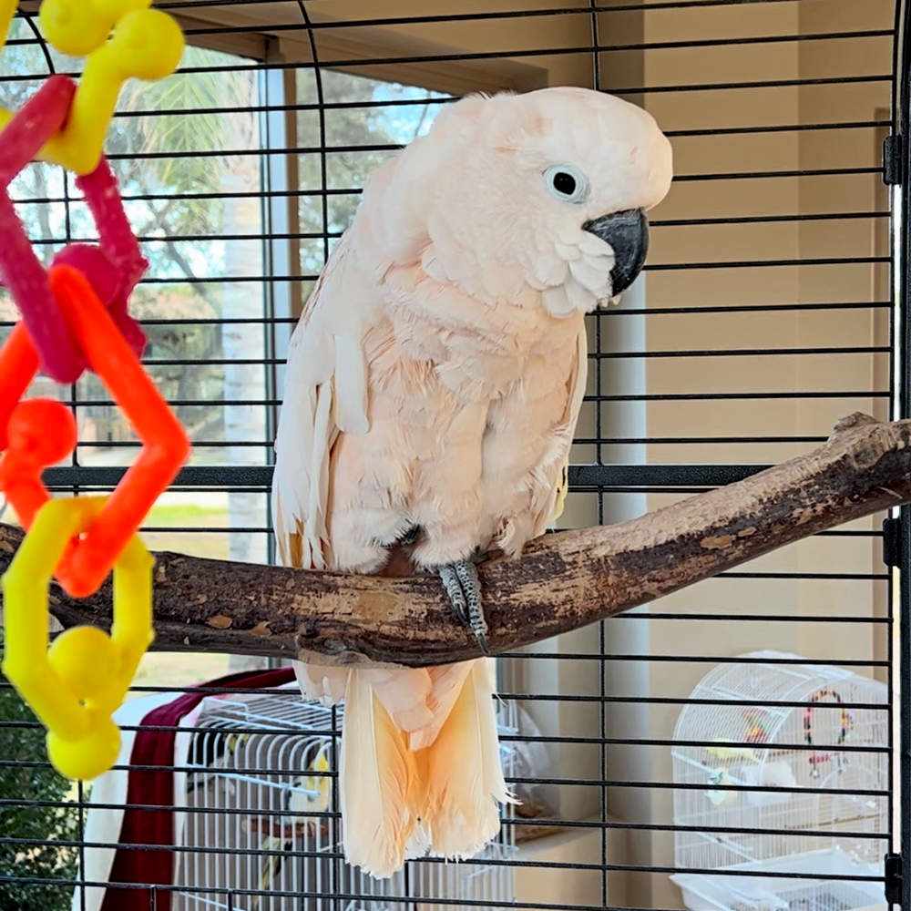 The Farm The Birdsmaluccan cockatoo