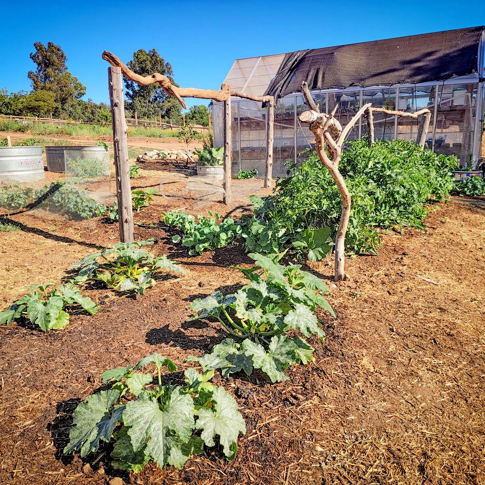 garden2