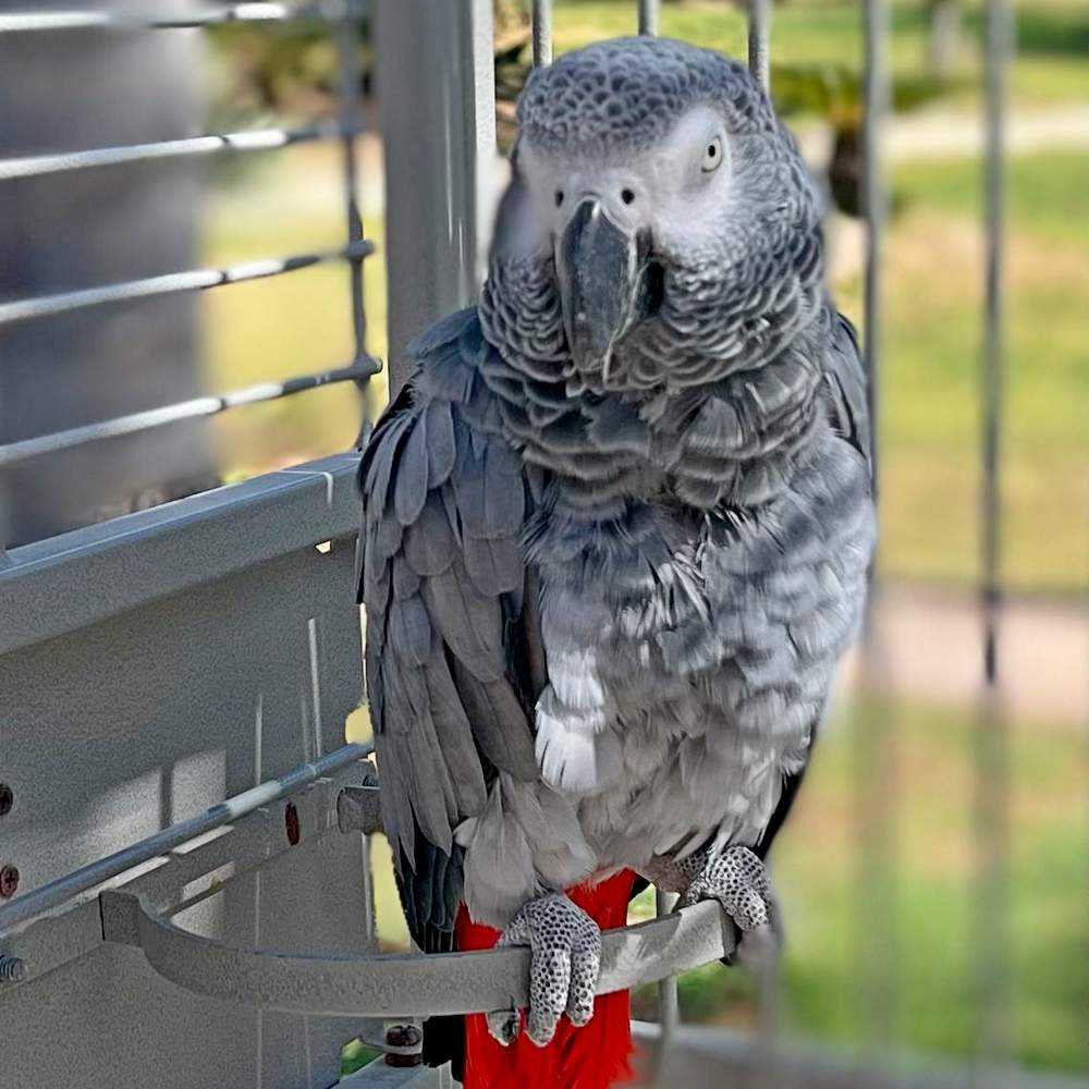 African_Grey