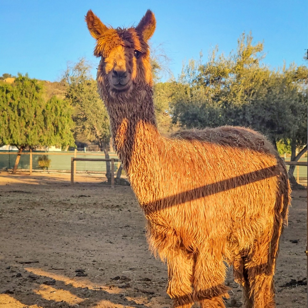 Alpacas