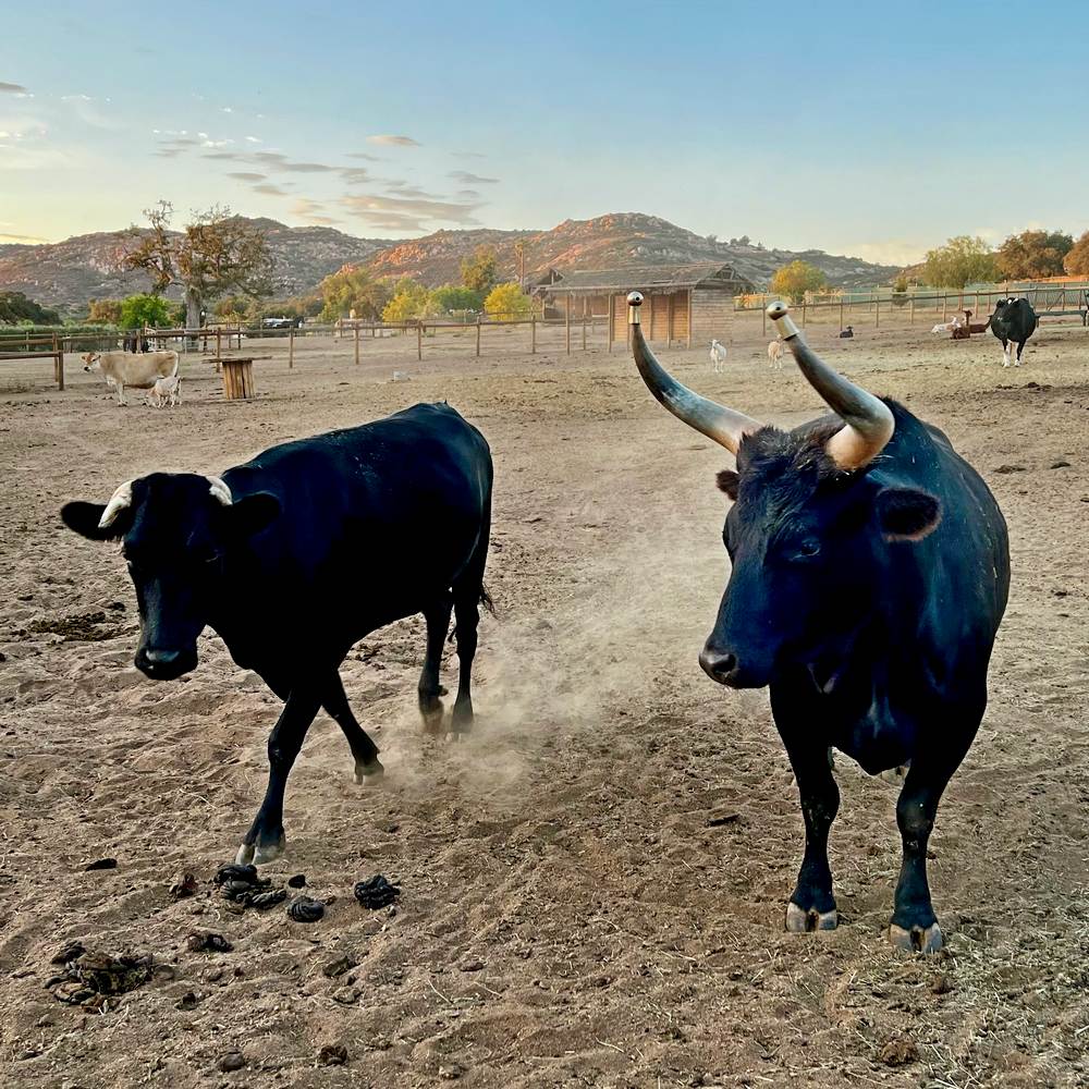 Beef_Cattle