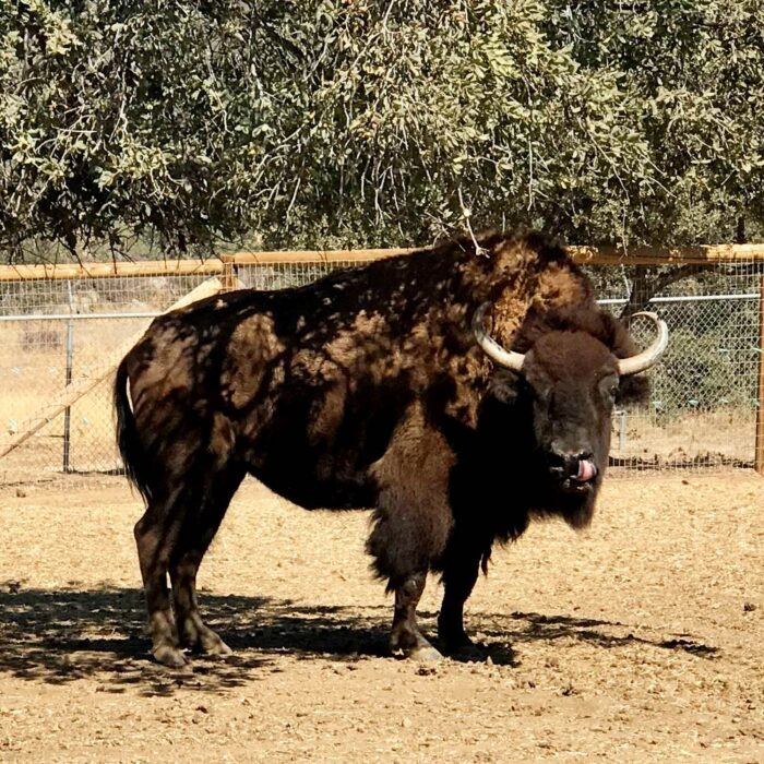 Bison