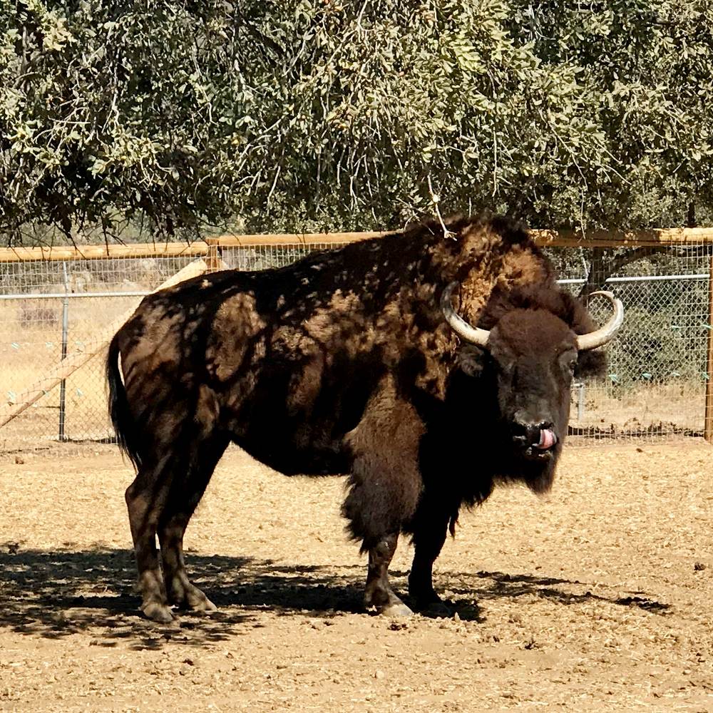 Bison