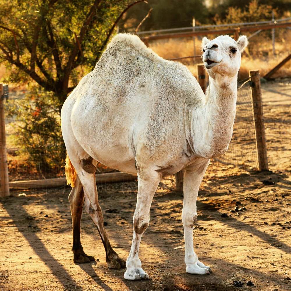 Camel