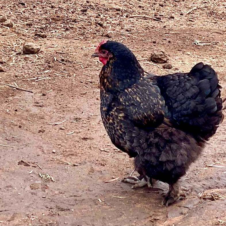 Chicken at the Farm