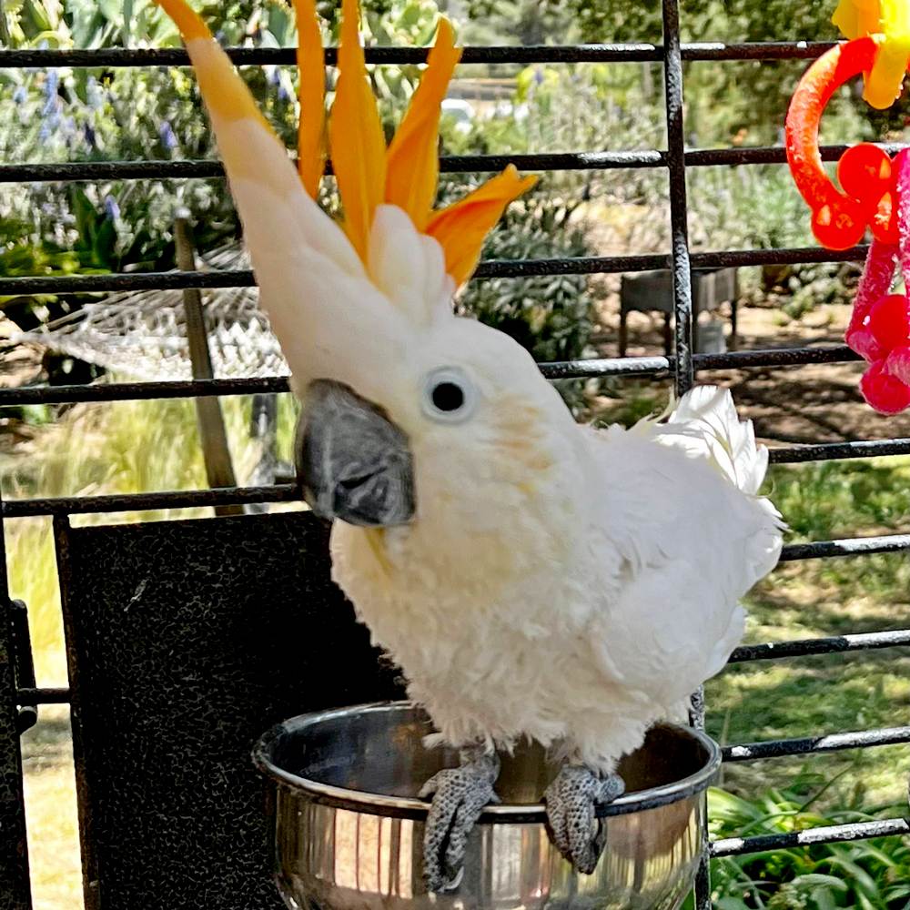 Citron_Crested_Cockatoo