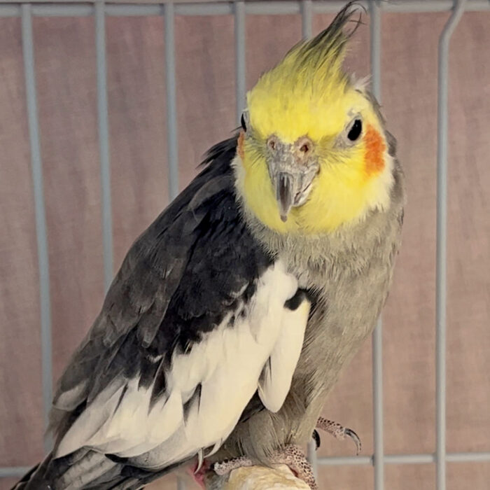 Cockatiel
