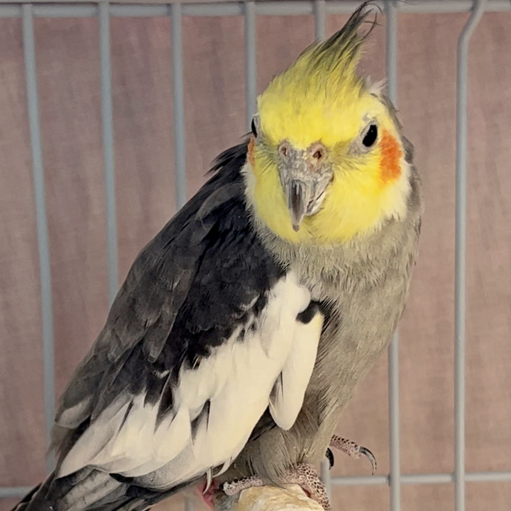 Cockatiel