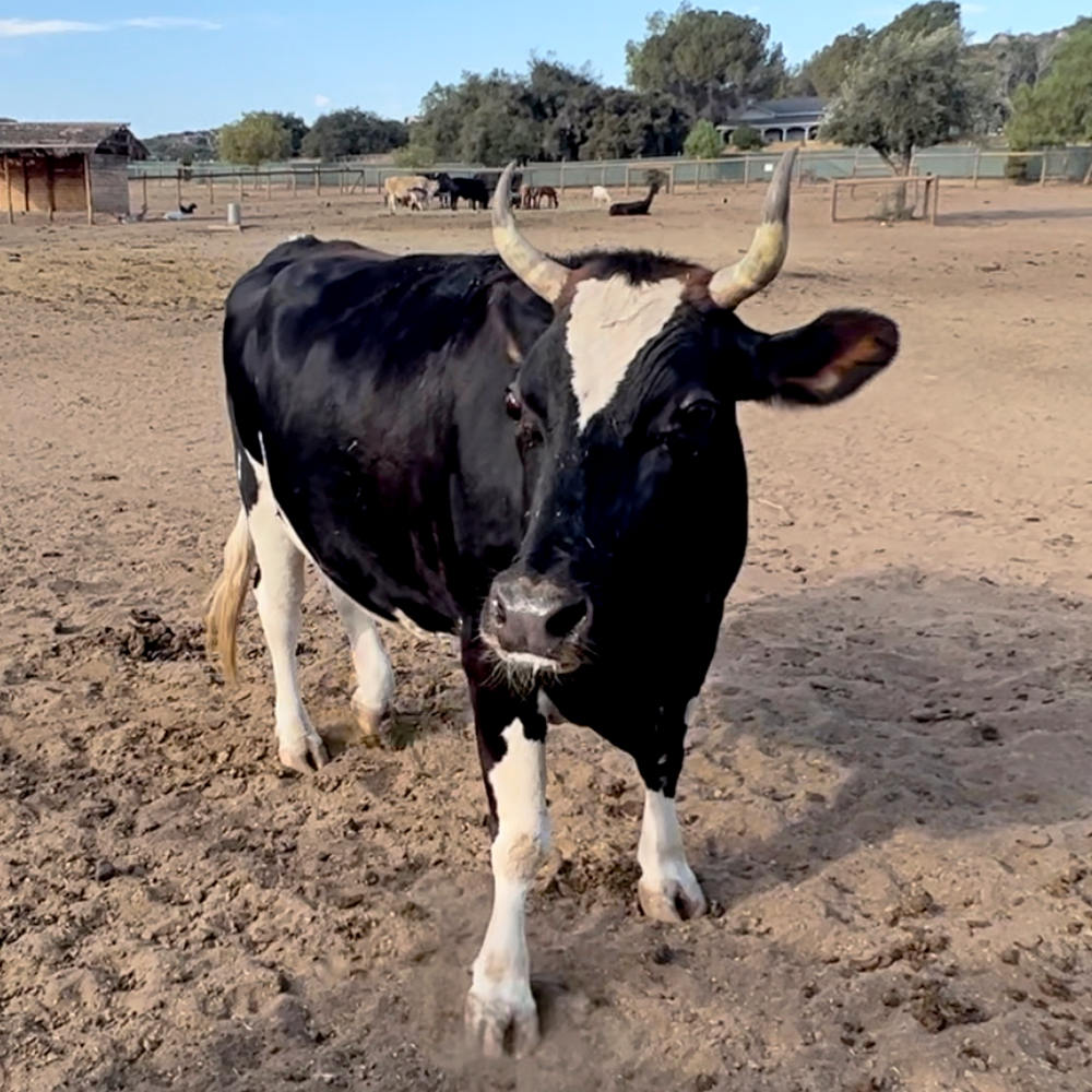 Dairy cow