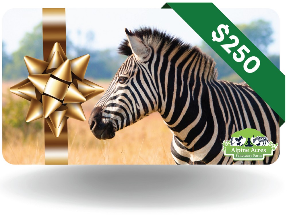 Gift Certificate (4)
