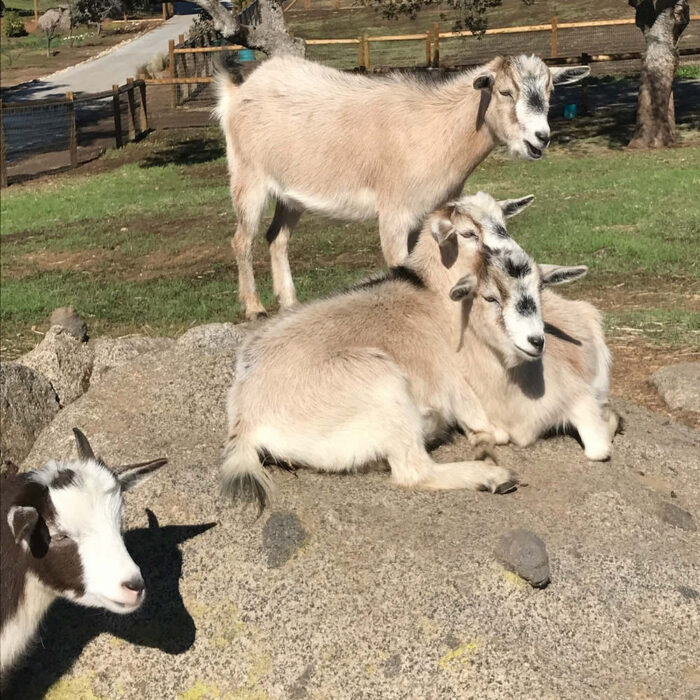 Goats
