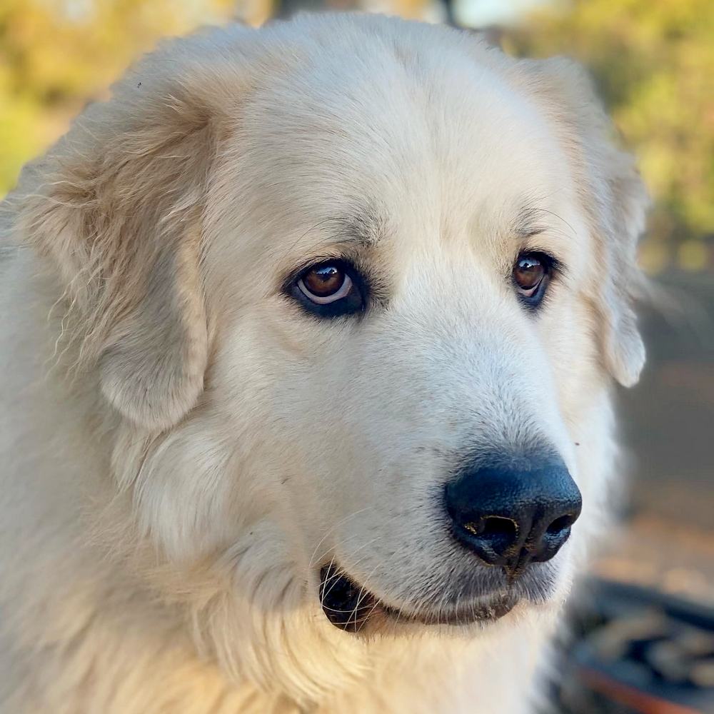 Great Pyrenees