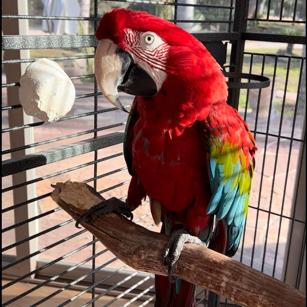 Greenwing Macaw