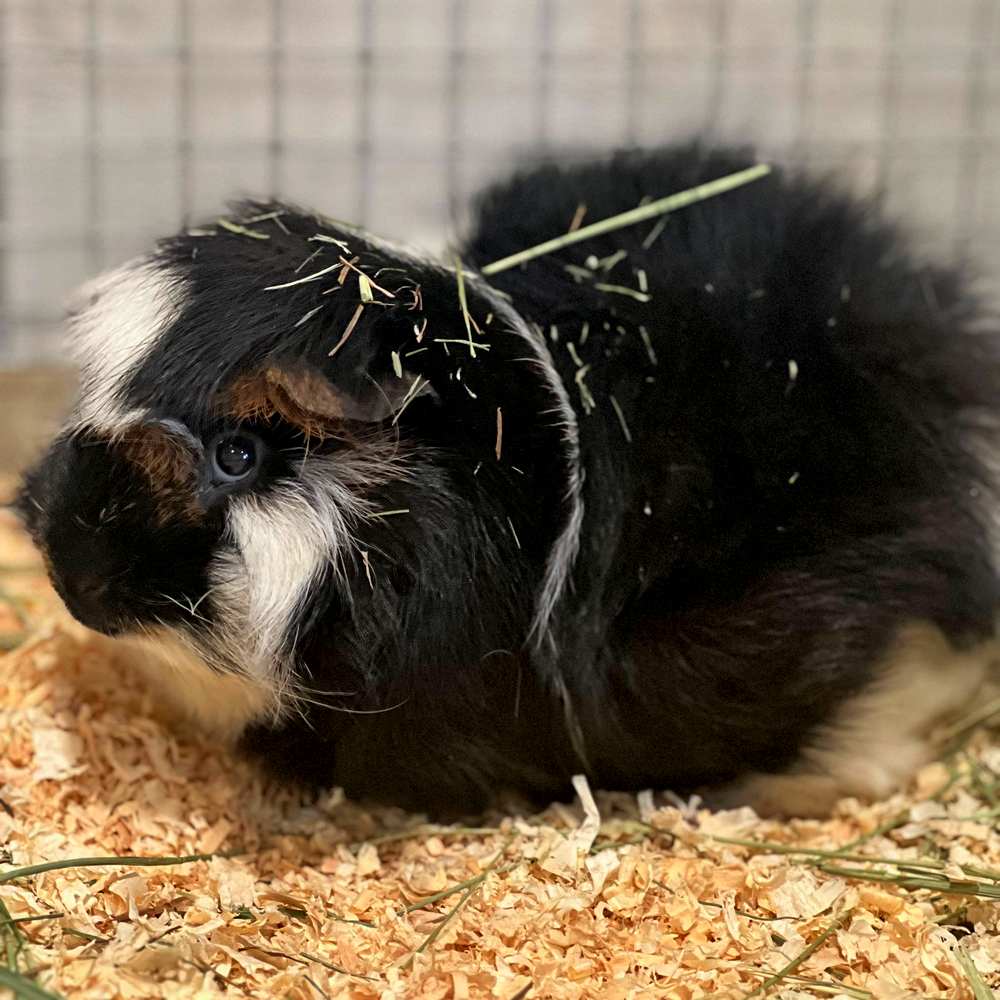 Guinea Pig