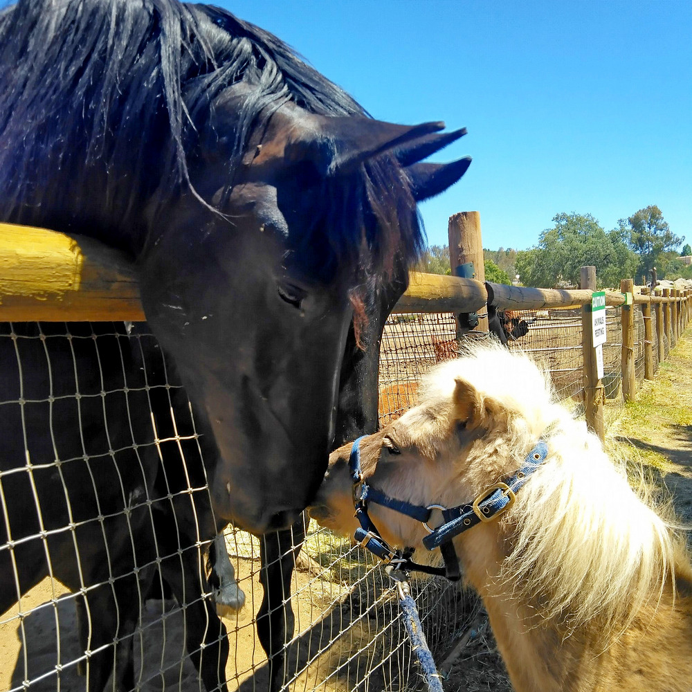 Horses