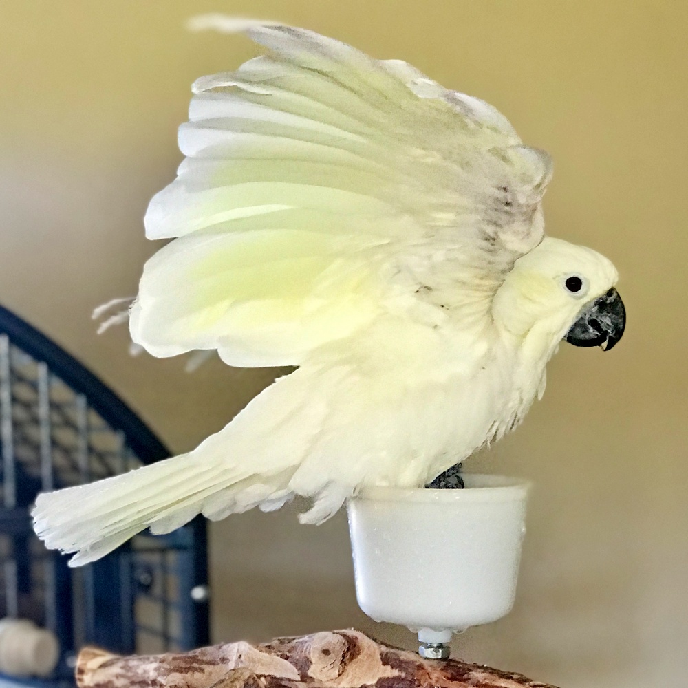 Lesser Sulfur Cockatoo