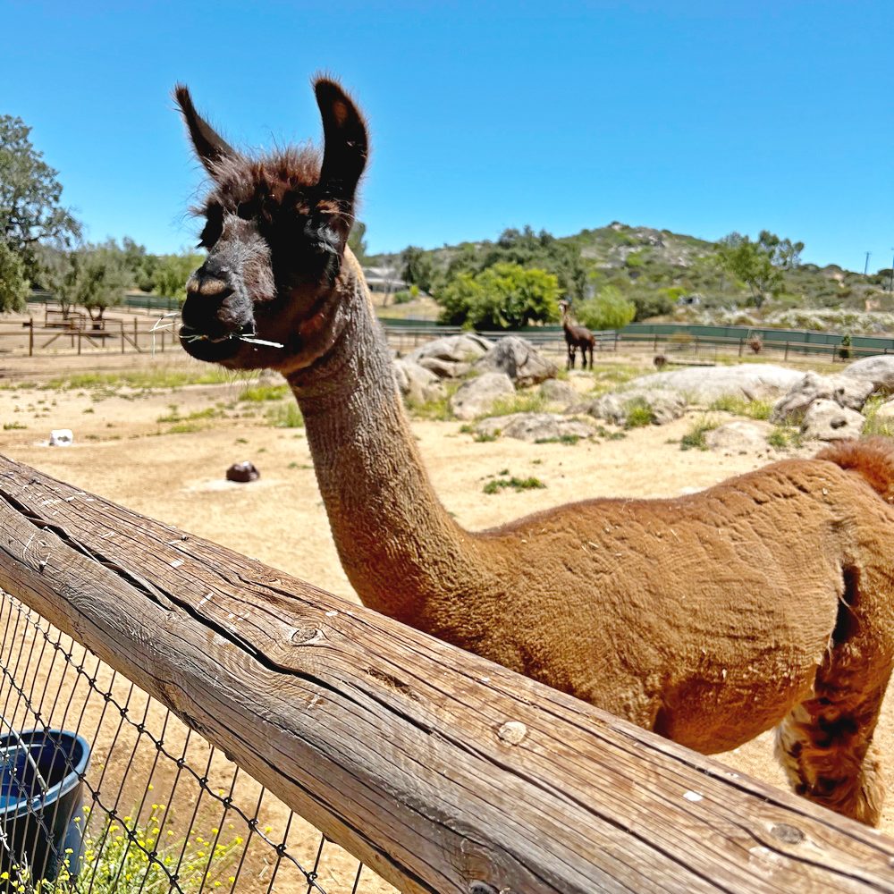 Llama