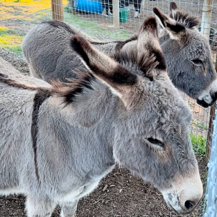 Mini Donkeys