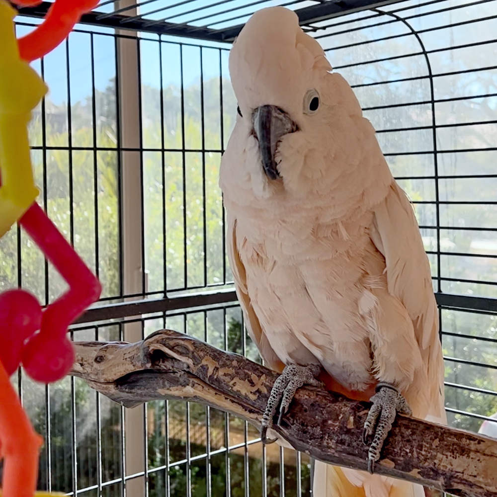 Moluccan Cockatoo