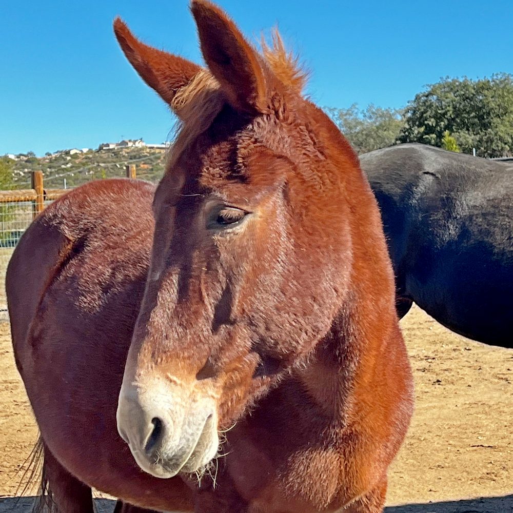 Mule