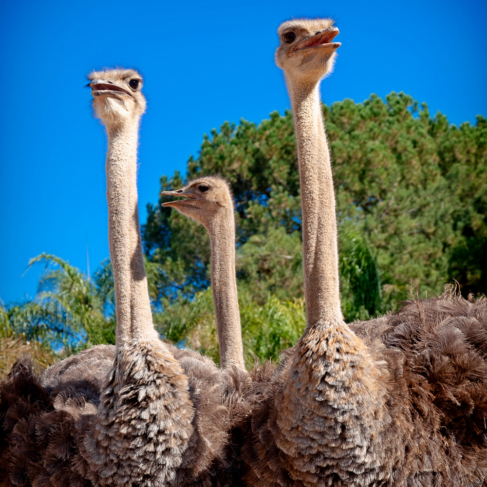 Ostriches