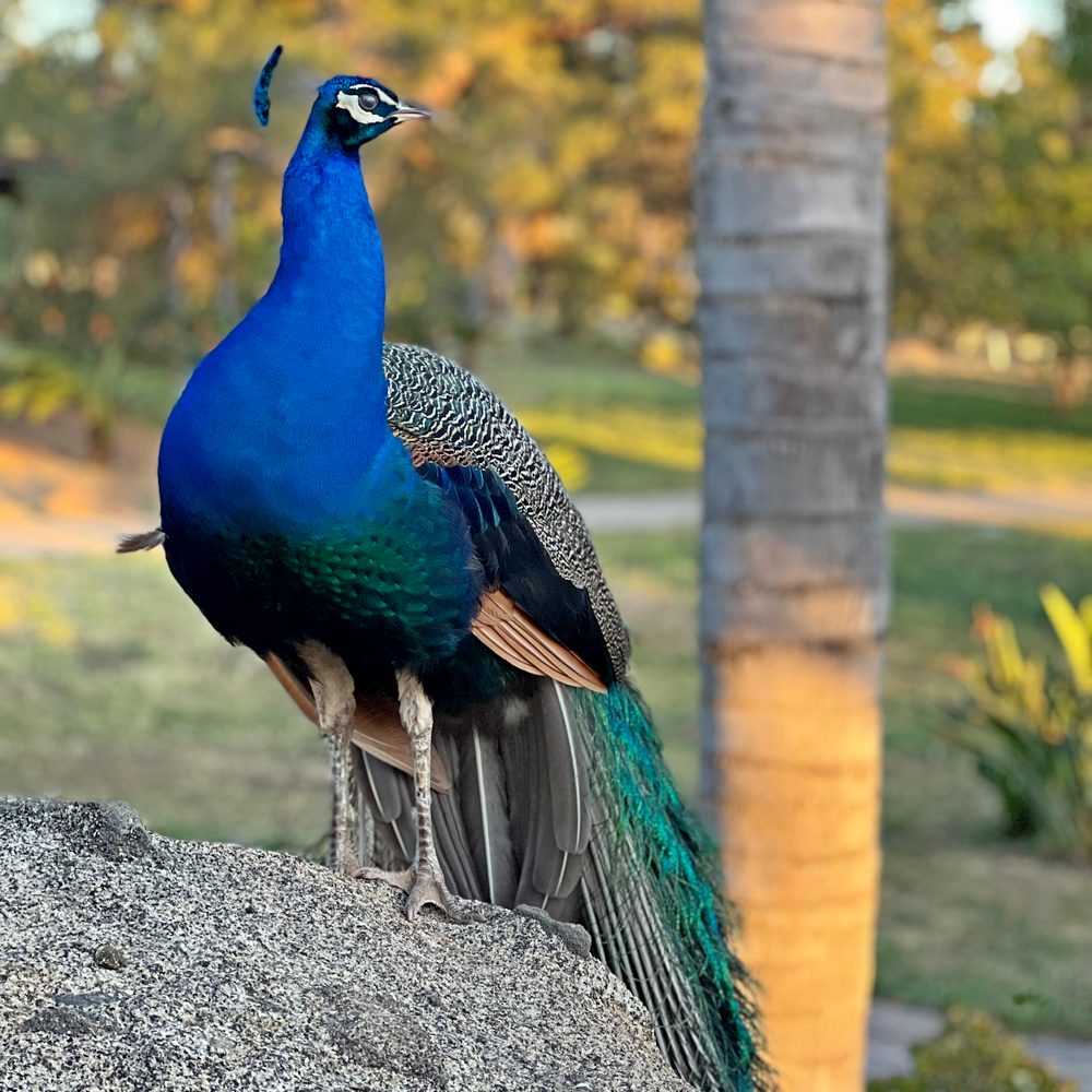 Peafowl