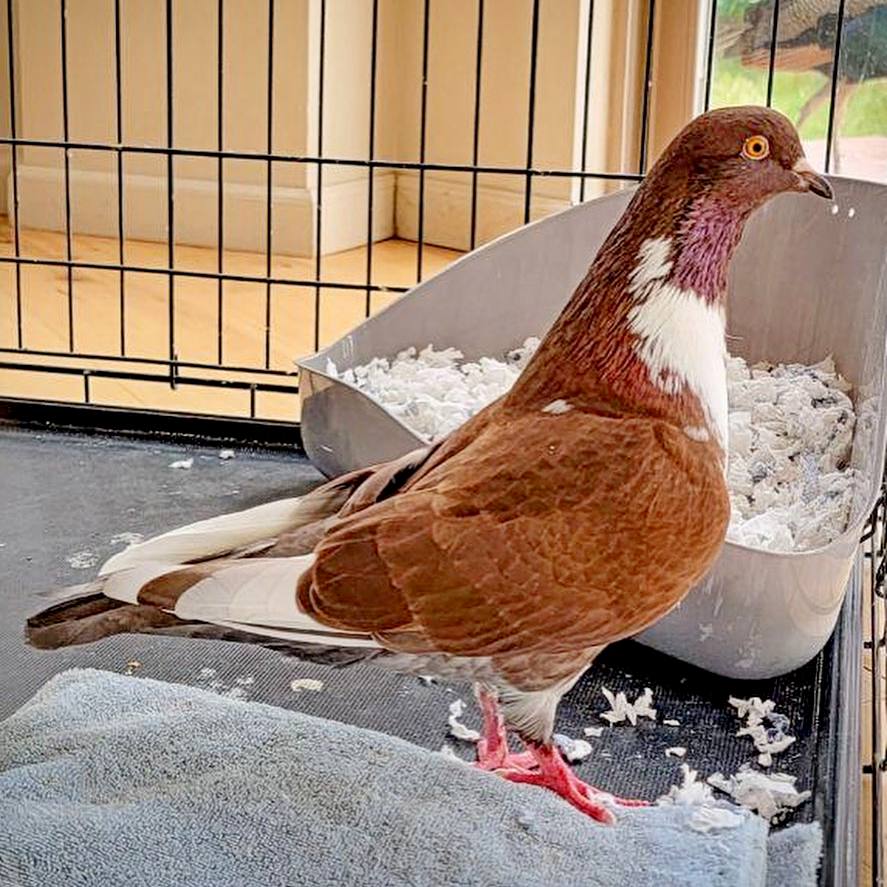 Pigeon