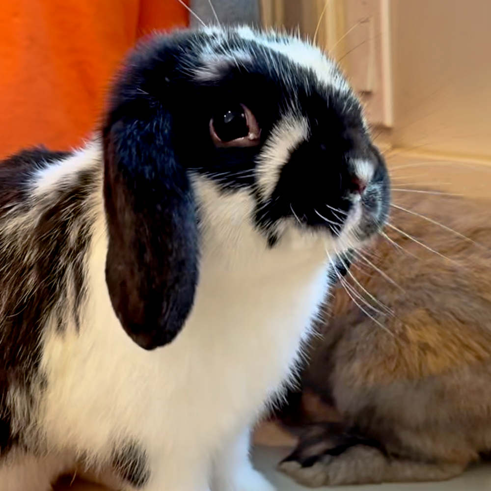 Rabbit