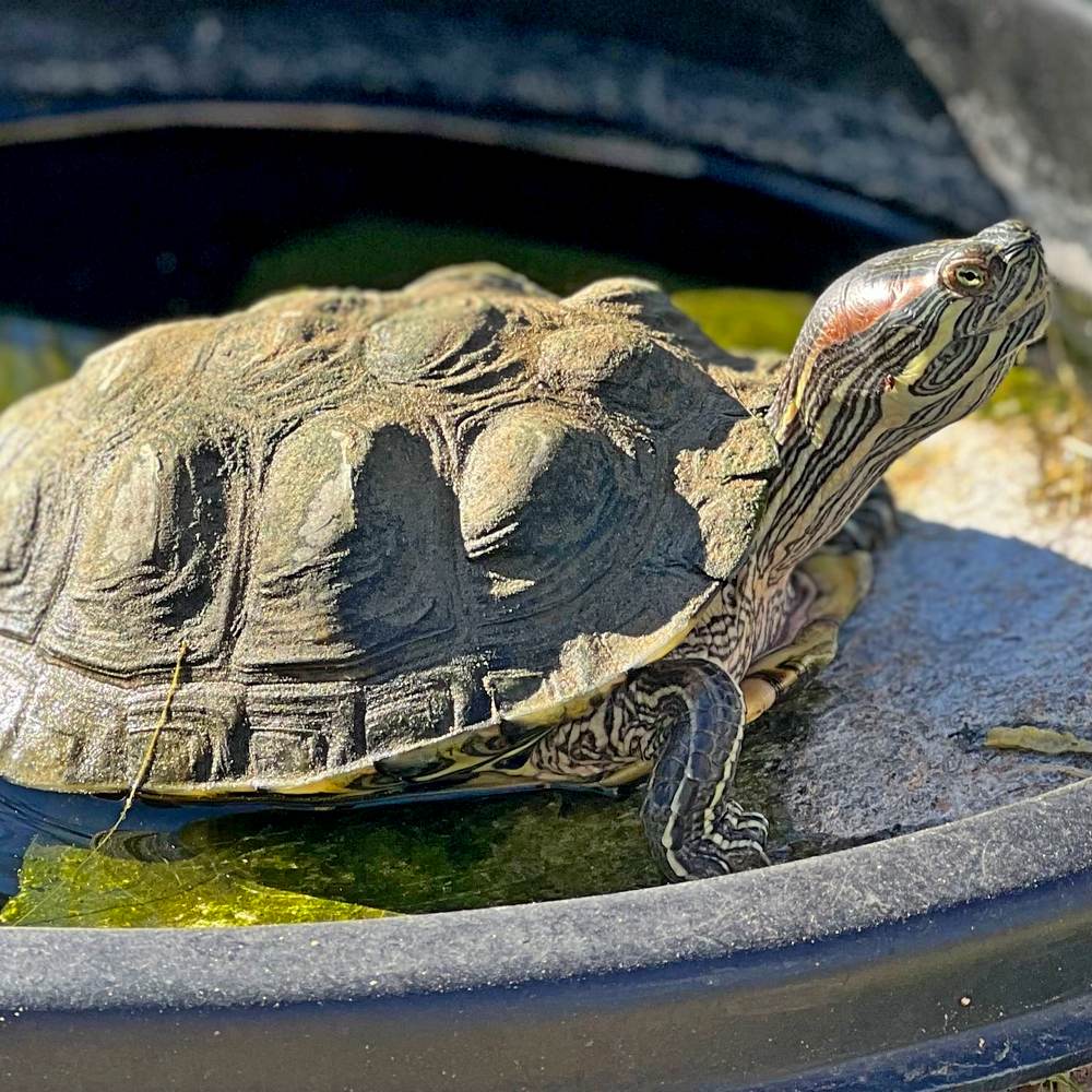 Red ear slider Turtle