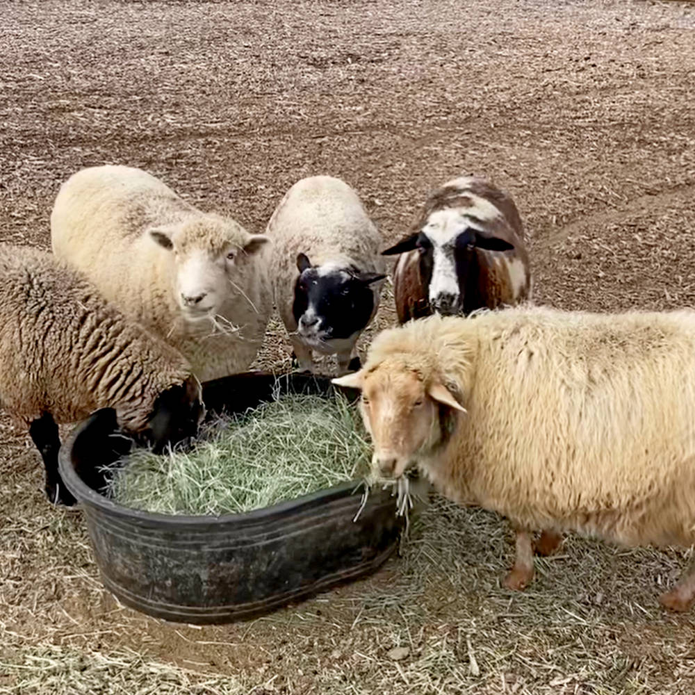 Sheep