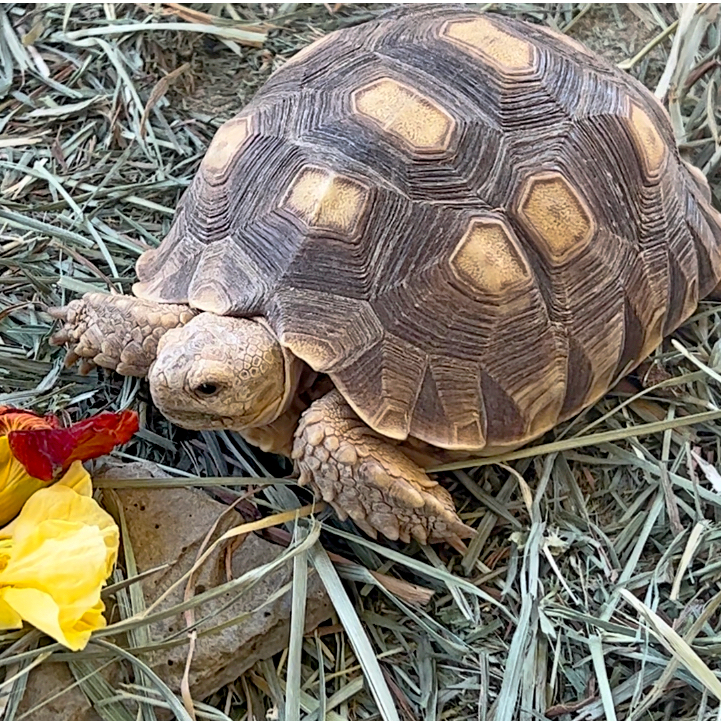 Tortoises