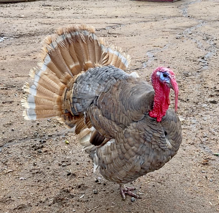 Turkey