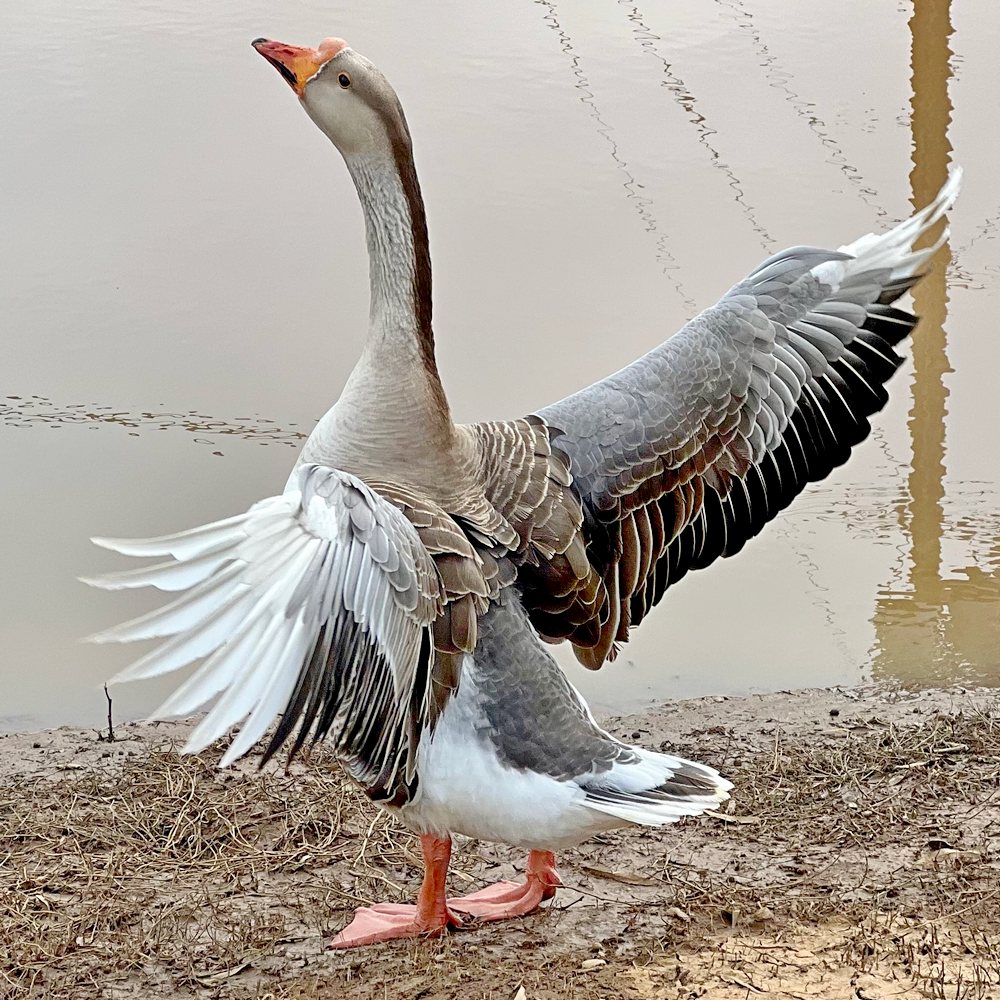 Waterfowl