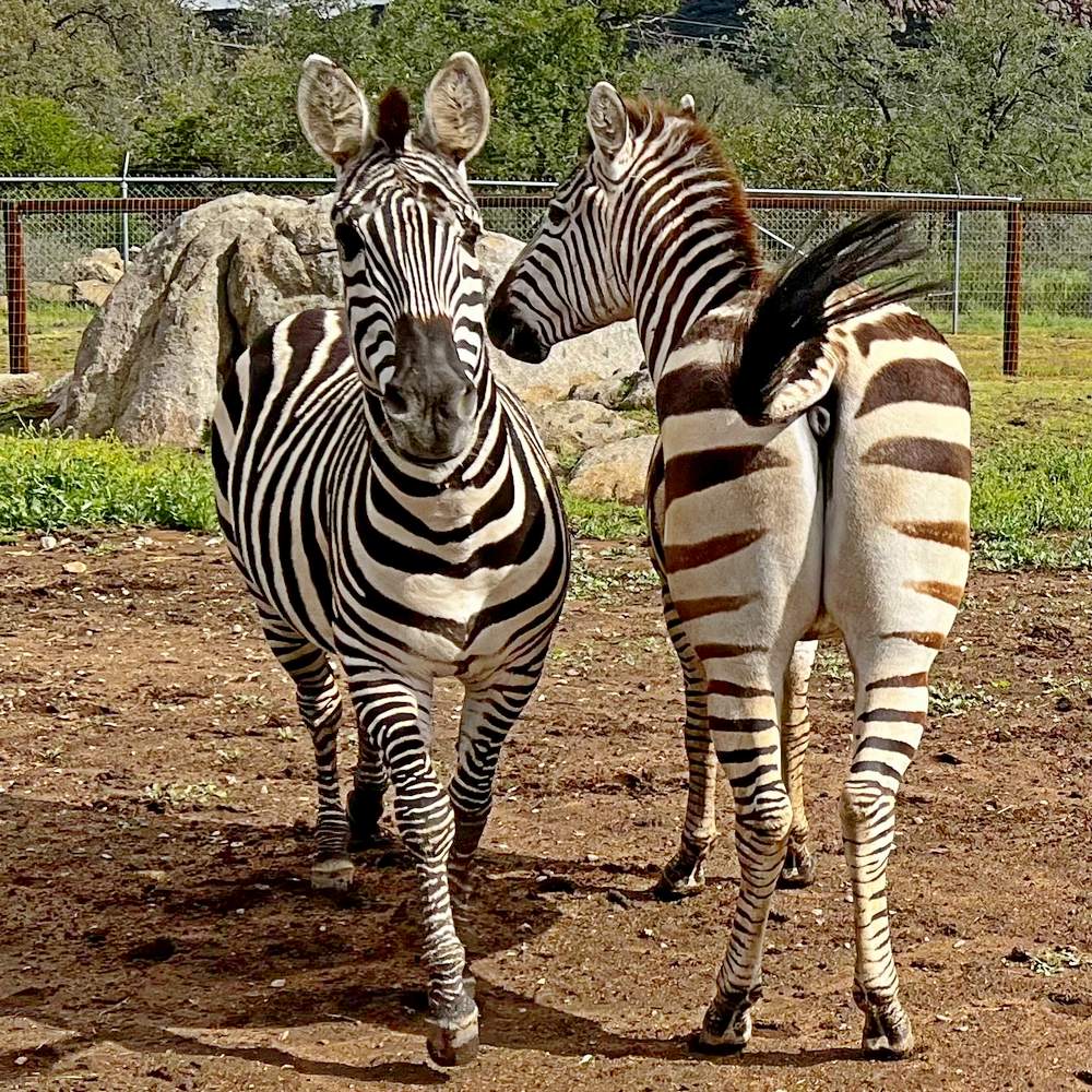 Zebras