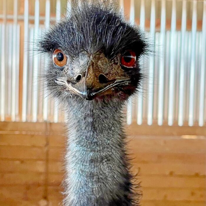 emu