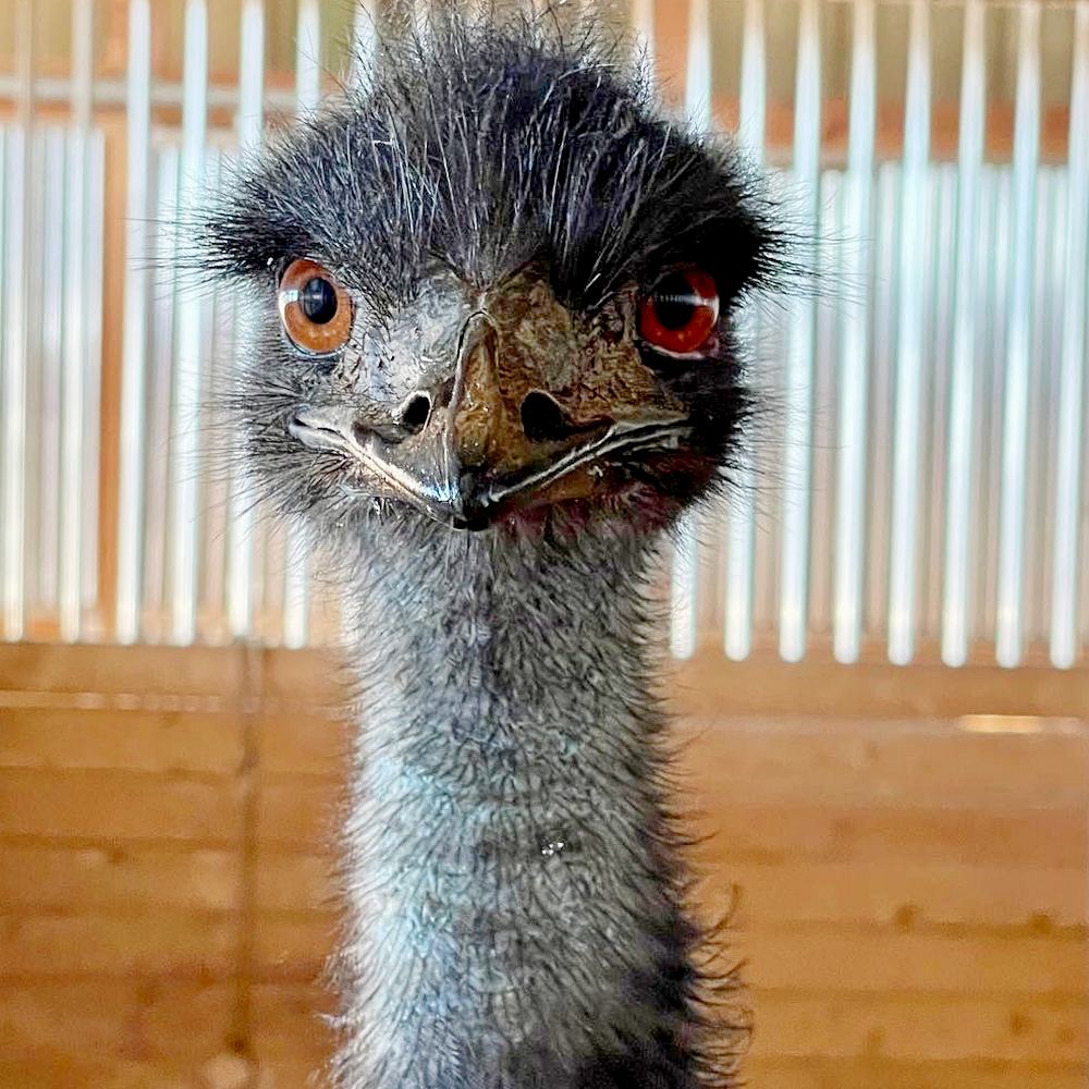 emu