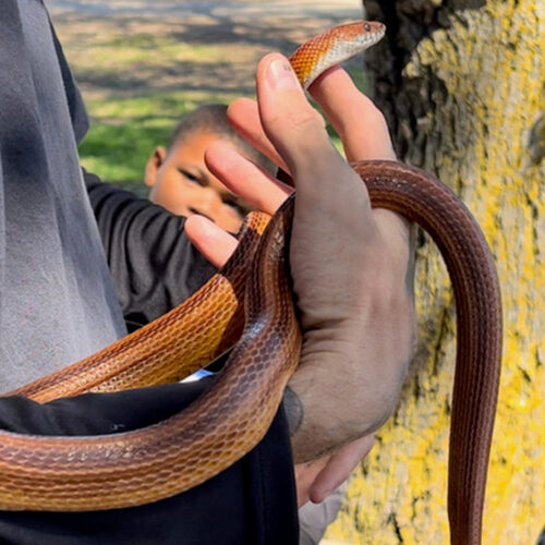 Snake - Alpine Acres Sanctuary Farm™