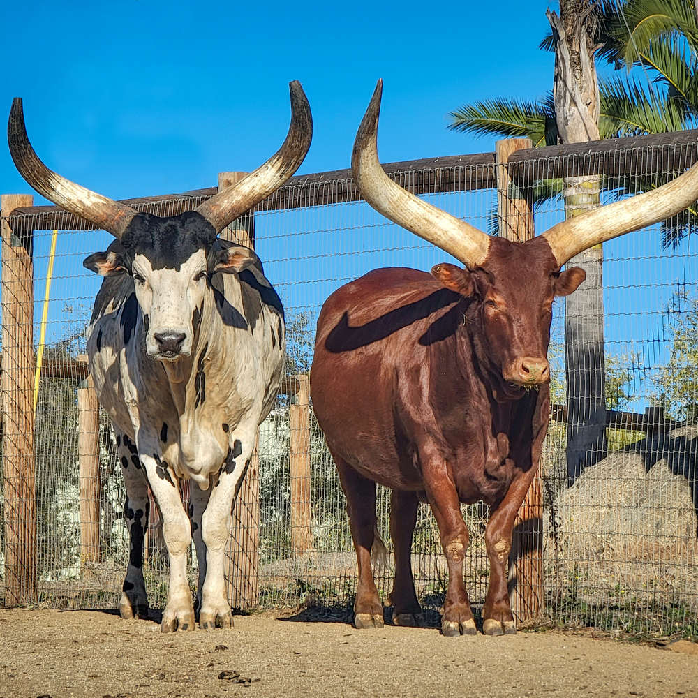 watusi