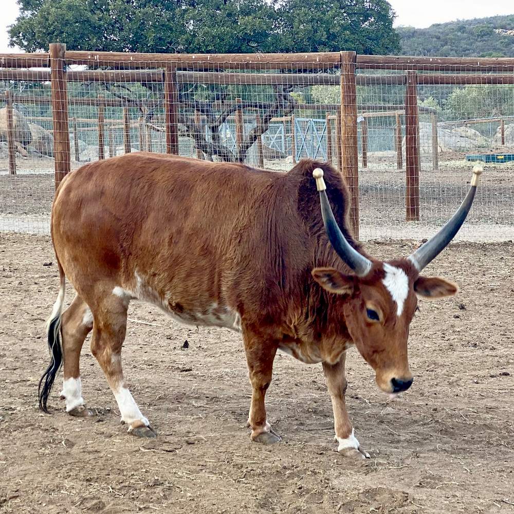 zebu