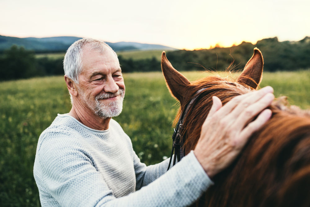 Senior petting horse in animal sanctuary - asons to Visit an Animal Sanctuary & Farm