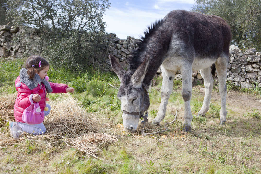 5 Reasons Why You Should Visit an Animal Sanctuary.